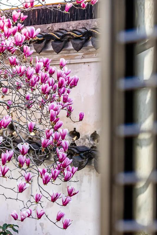 四合深院锁晴晖一树粉兰越古墙枝杪斜侵云外景花光轻落瓦间霜幽庭长蕴烟霞韵