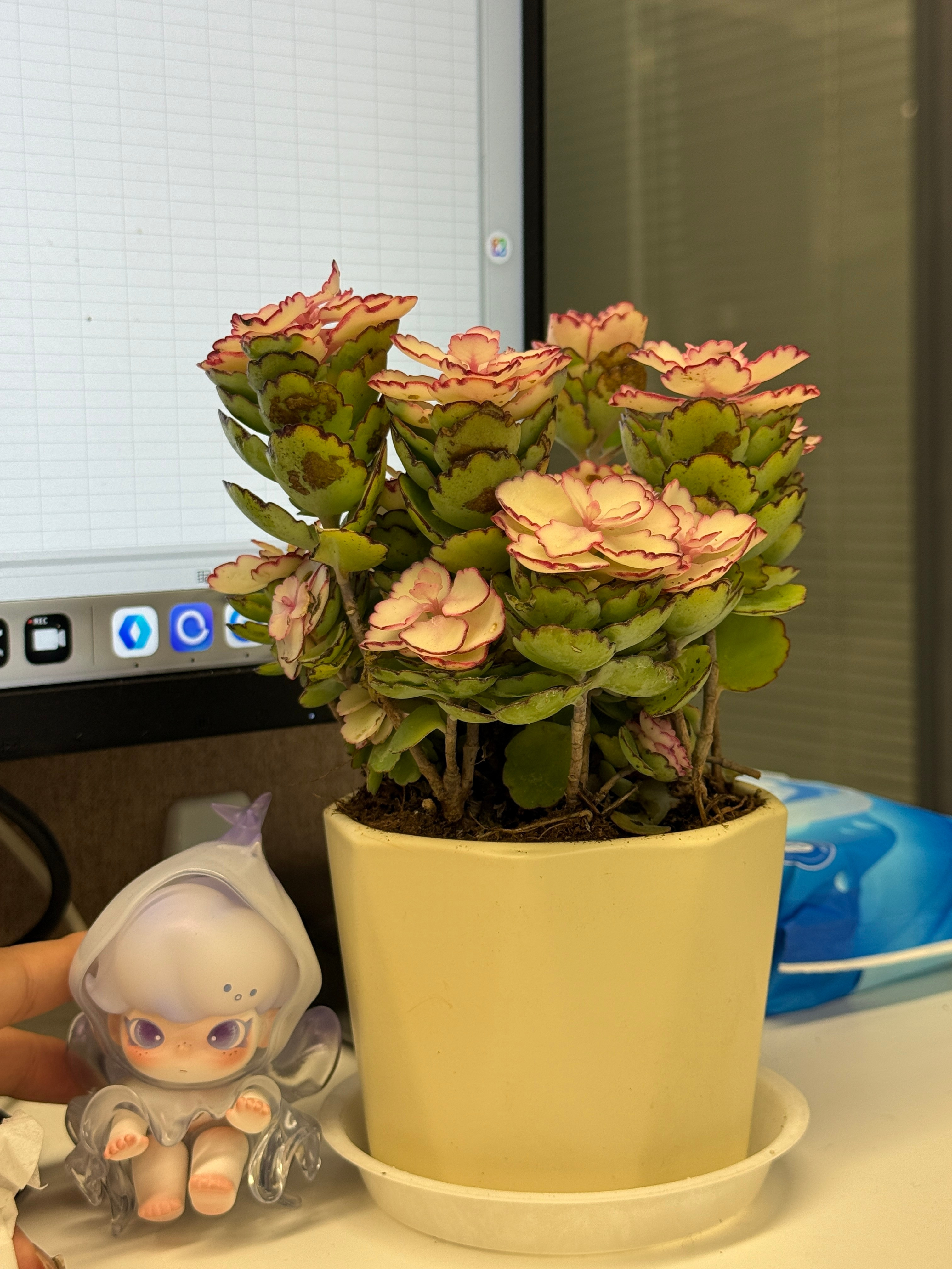 也是过上在办公室养养花逗逗猫的日子了[doge]​​​