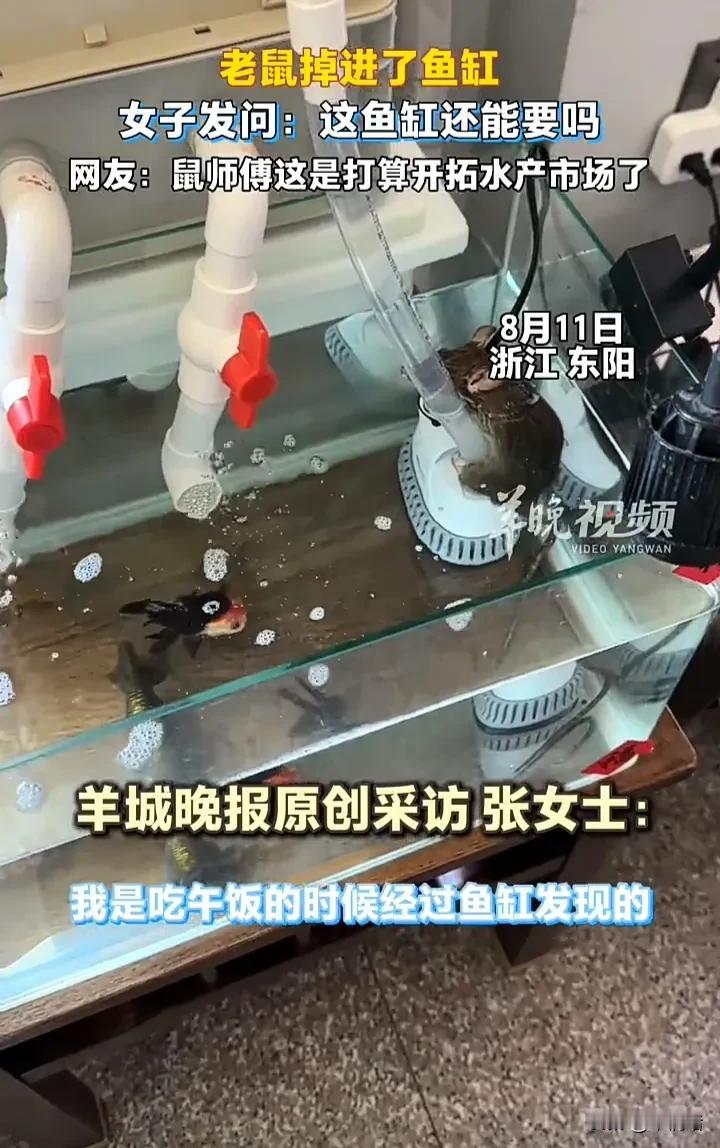 简直太崩溃了！近日，浙江金华东阳一名女子发视频称，自己去喂鱼时，突然发现鱼缸里掉