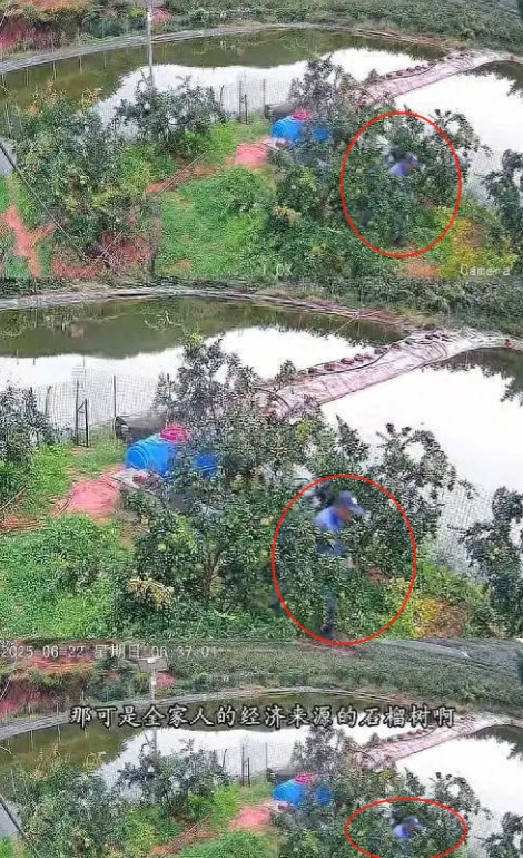 四川女子家的监控检测到异常报警，拿手机打开一看发现，邻居正在往他们家的水缸里倒不
