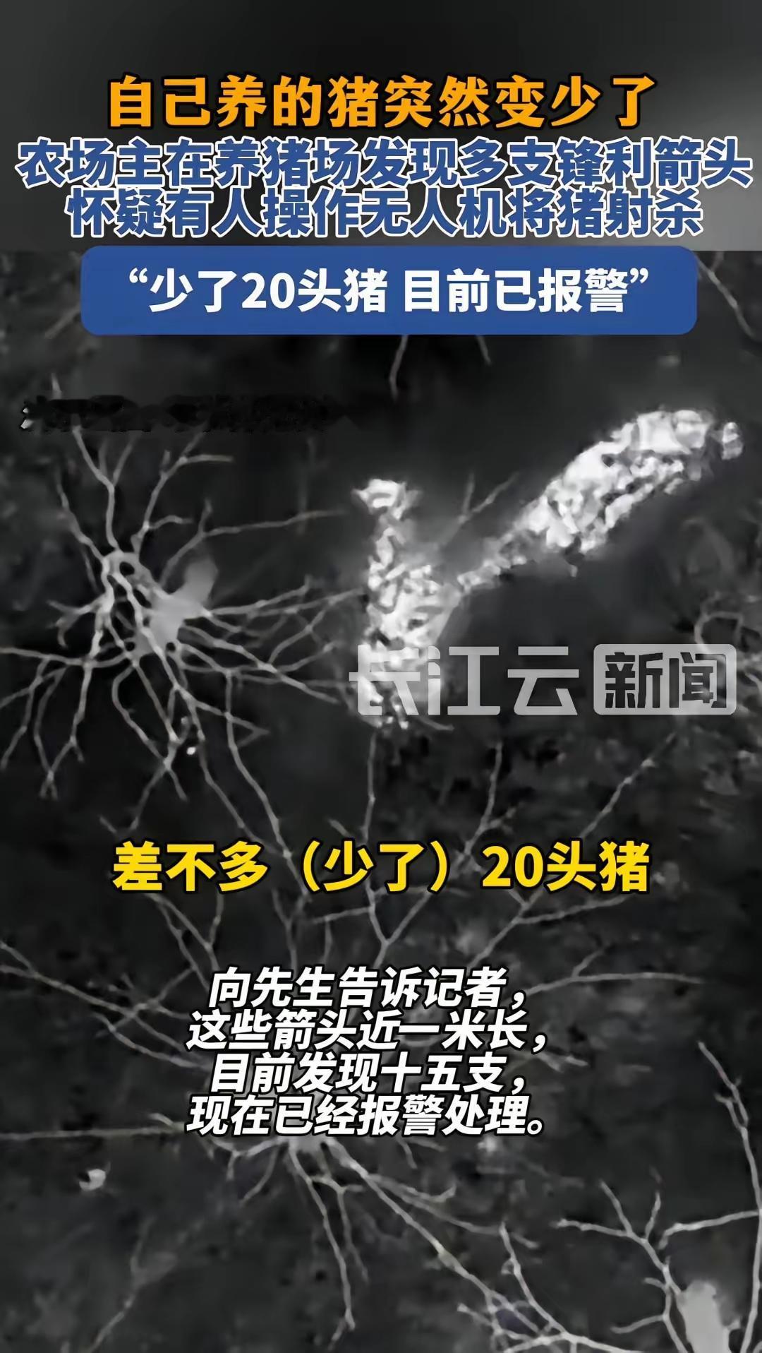 湖南长沙，一男子开养猪场，他发现猪场的猪突然变少，于是去寻找，不料竟在猪场发现1