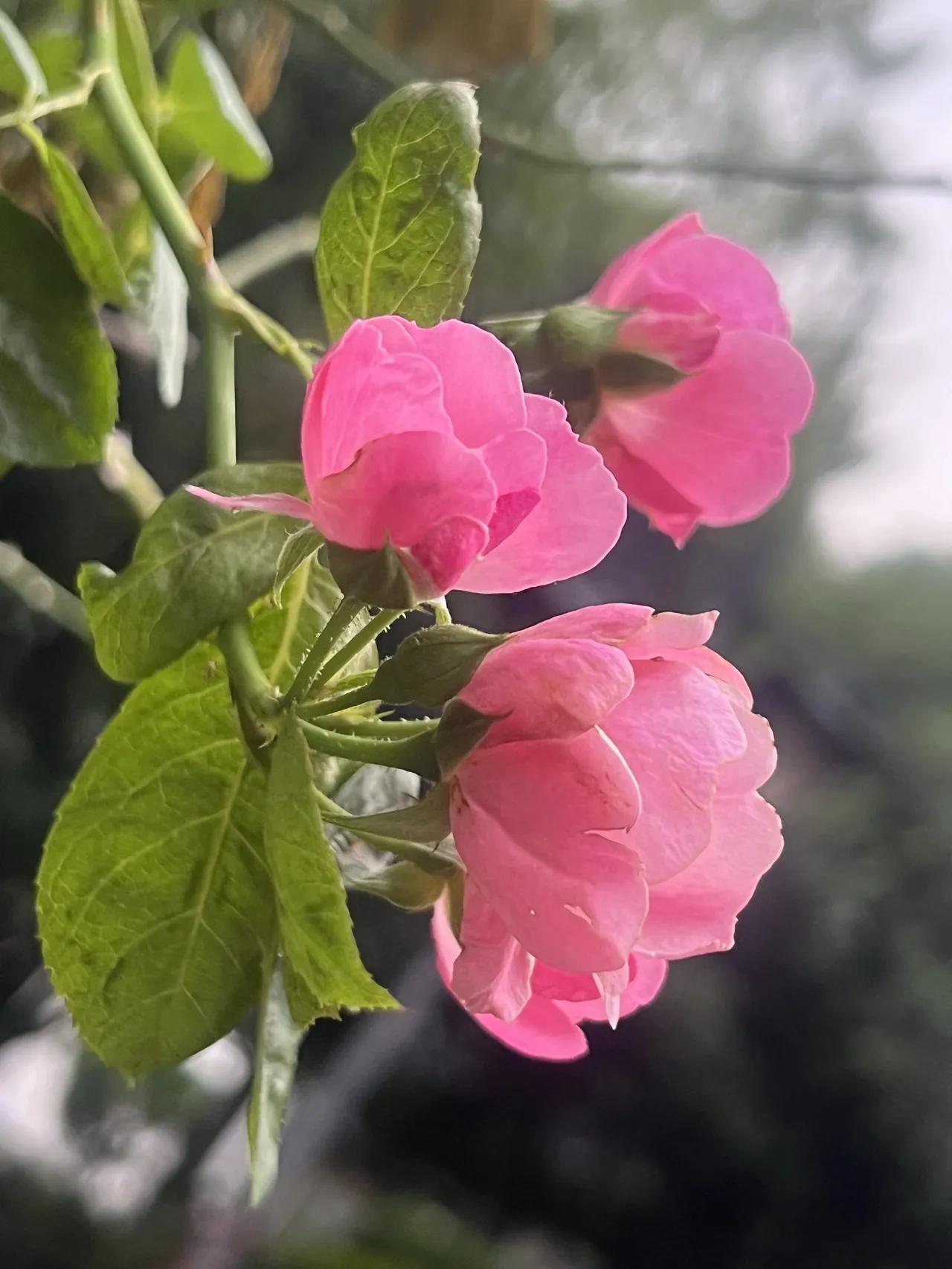 我邻居的孩子今年高考675分被哈尔滨工业大学录取。他家经济比较紧，父母靠种地为生