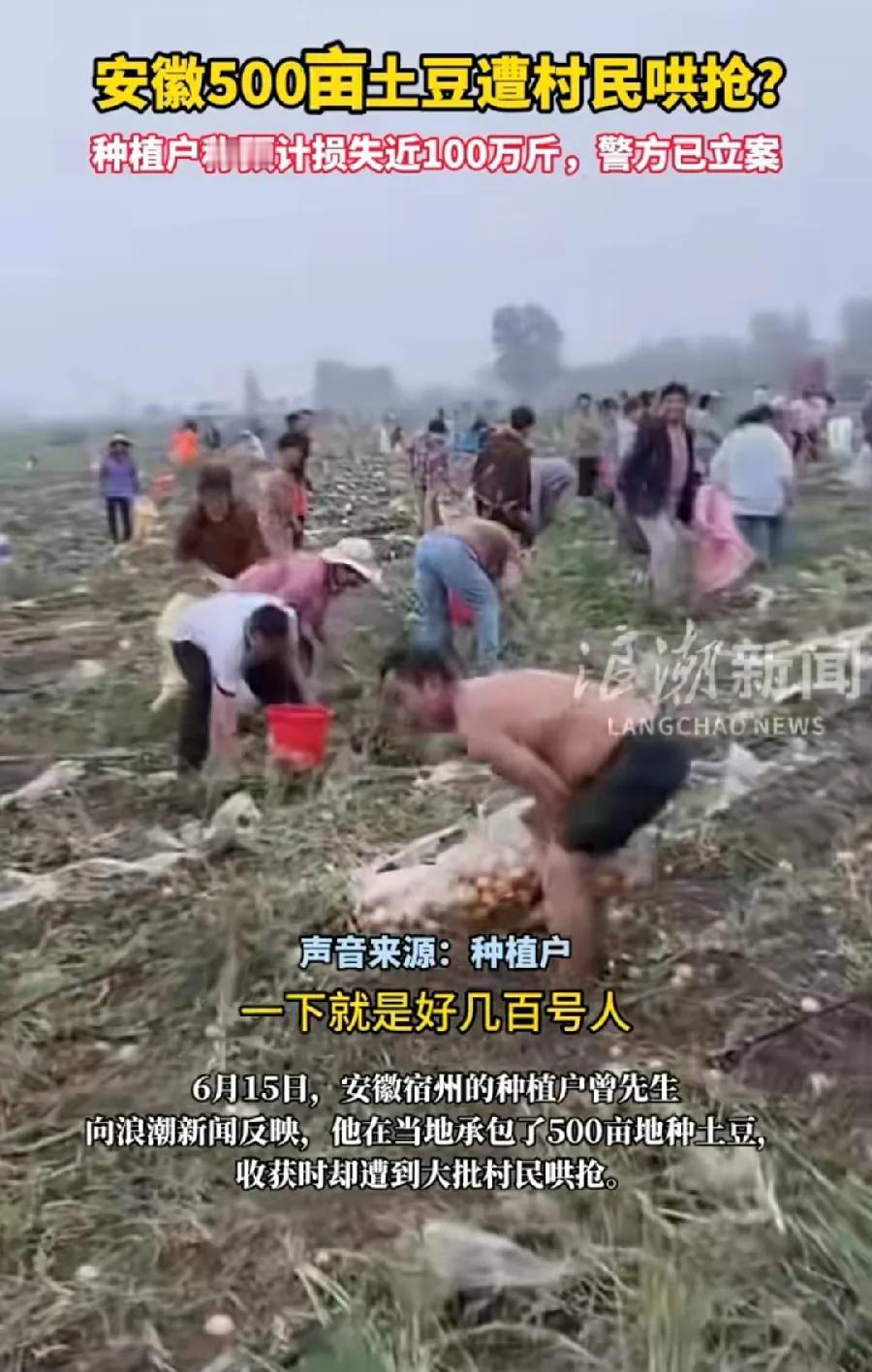 还有王法吗？宿州500亩土豆遭村民哄抢，抢了4天，承包老板损失四五十万斤，按照收