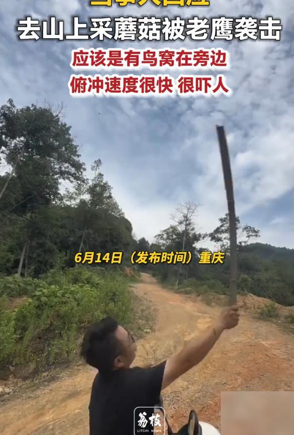 重庆，夫妻二人上山采蘑菇，突遭老鹰俯冲袭击！妻子先察觉叫声提醒，丈夫这才赶紧躲开