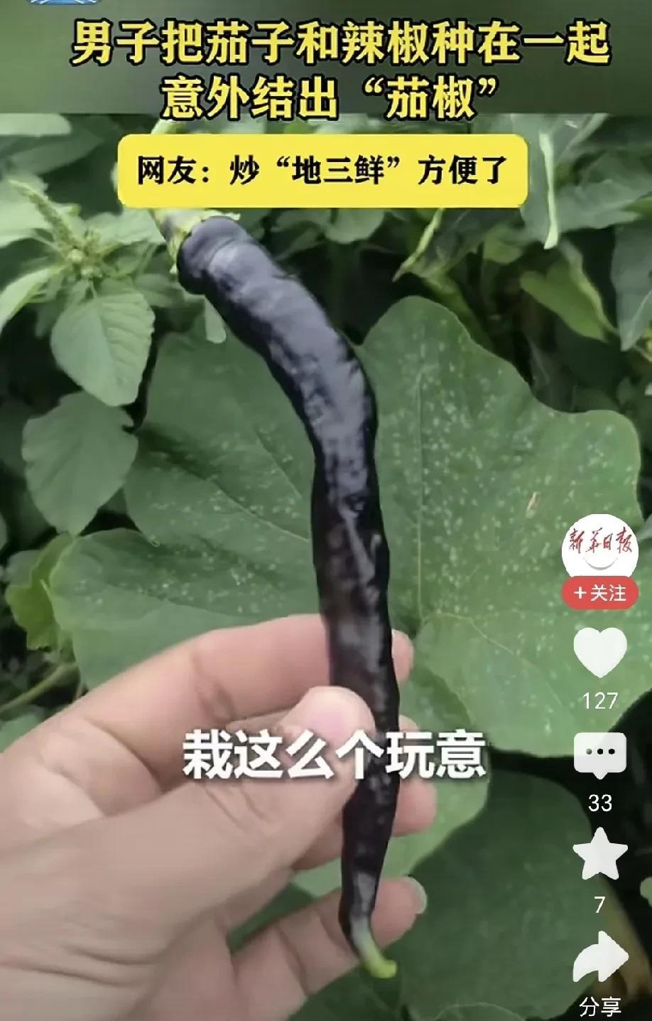 新华社转载了一位网友所发的视频。网友发视频称把茄子和辣椒种在一起，结果很意外。许