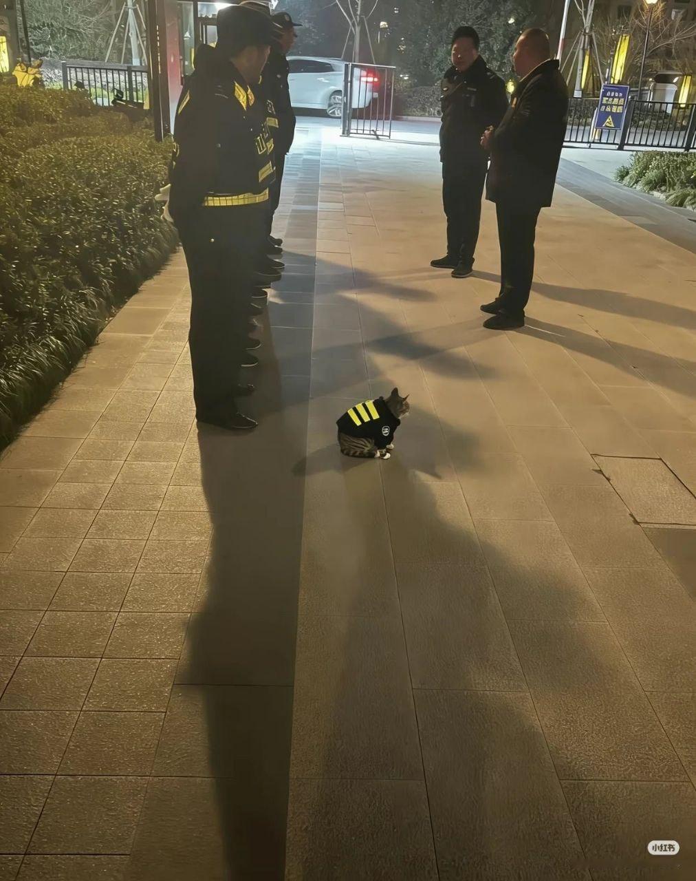 三条杠，是猫猫大队长