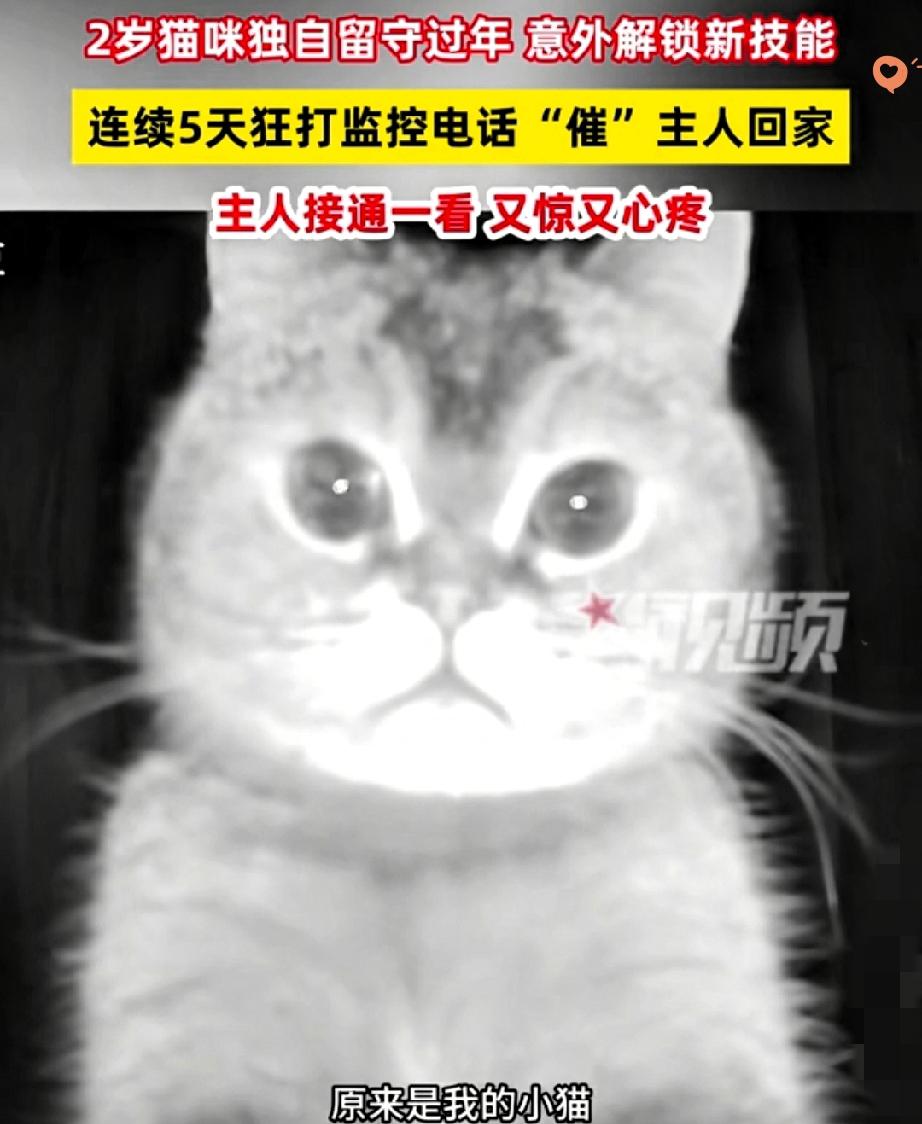 谁说猫咪高冷养不熟？浙江女子春节回东北，把小猫留家约了上门喂养，结果这小毛孩直