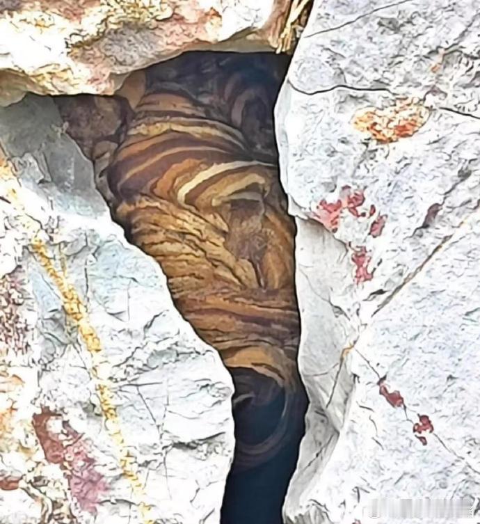 和男友登山摘李，疲累之际寻地小憩。忽一转身，惊得我心跳加速，眼前竟是……