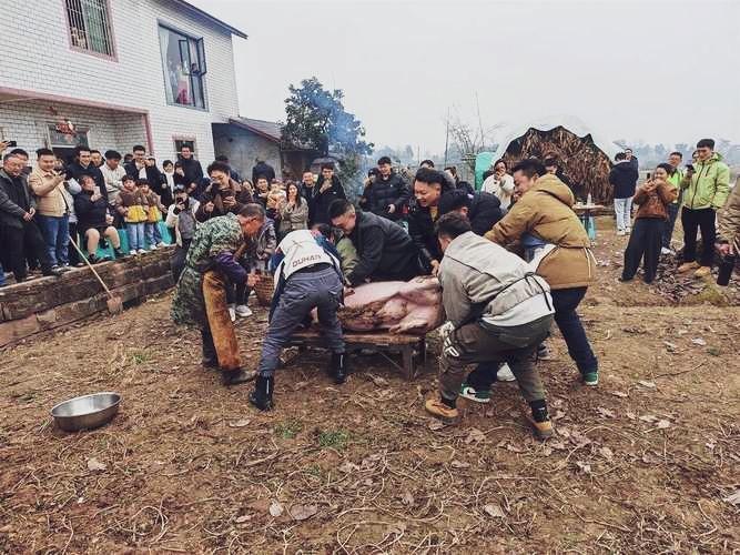 重庆合川“按年猪”爆火，博主为老父求助，无剧本滤镜，网友自发组队帮忙、同吃流水席