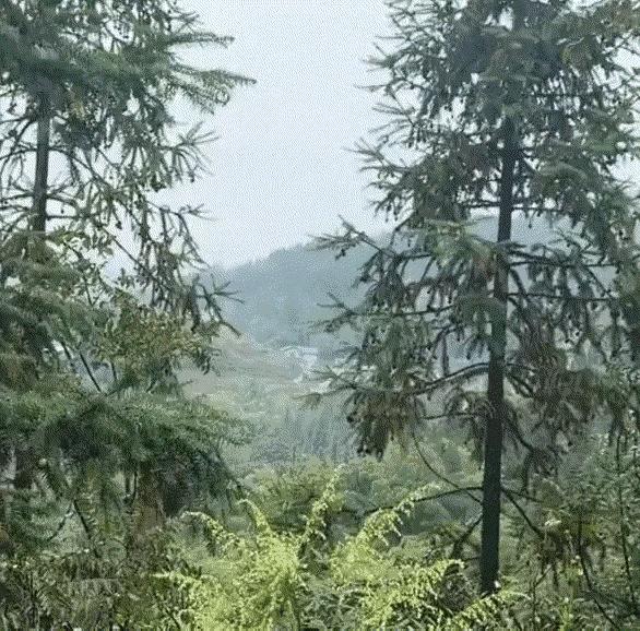 贵州，女子国庆回老家玩了几天，离开的时候母亲像往年一样送她去村口，女子以为，母亲