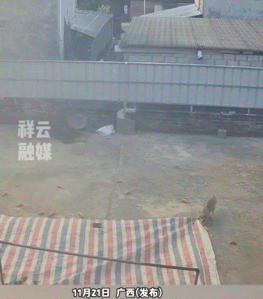 万万没有想到，广西，一狗主人这天早上睡了个赖觉，起床时太阳已经晒到了院子，此时狗