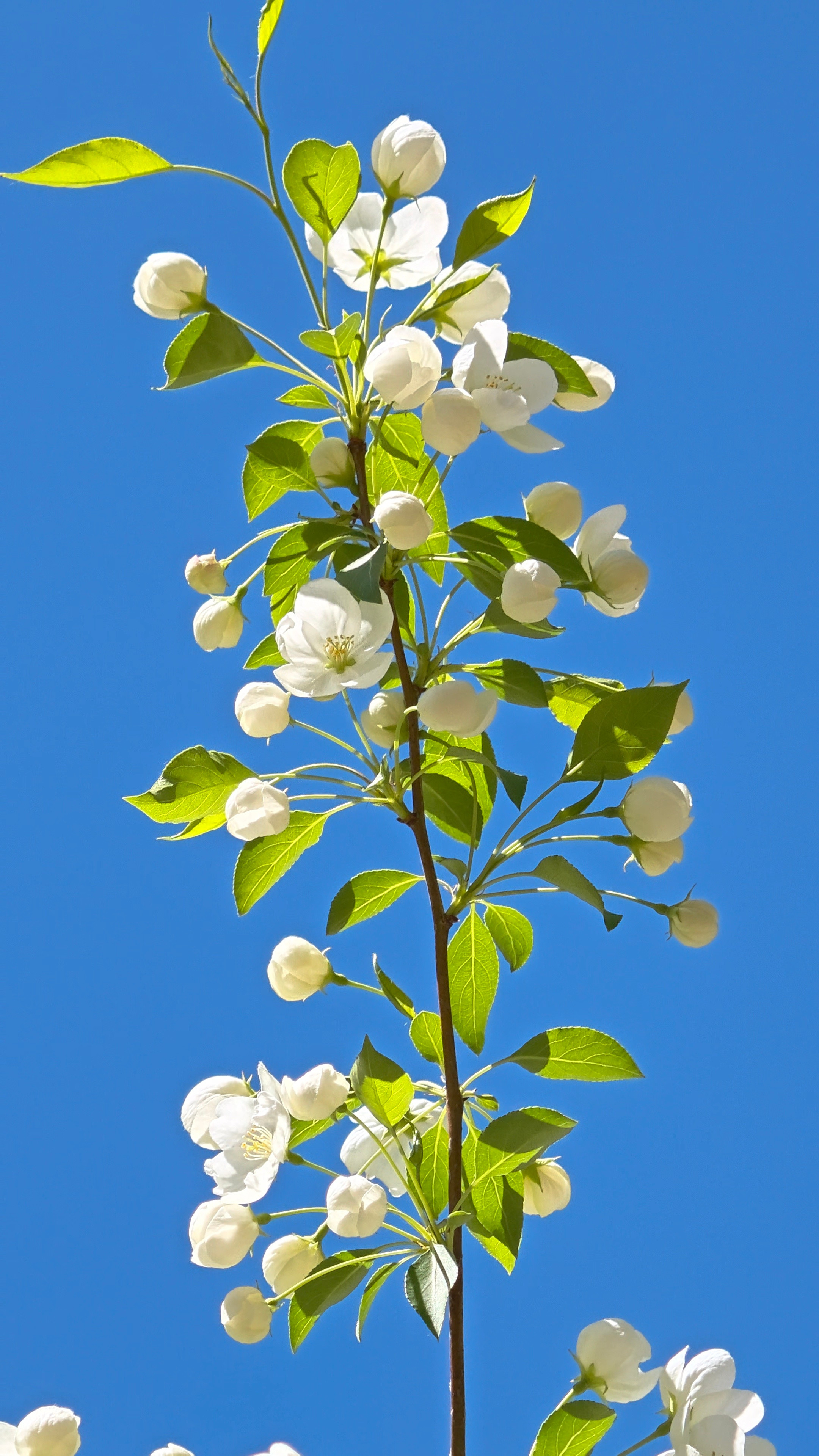 OPPOFindX9Ultra10x和20x焦段下的4K实况，记录美好春