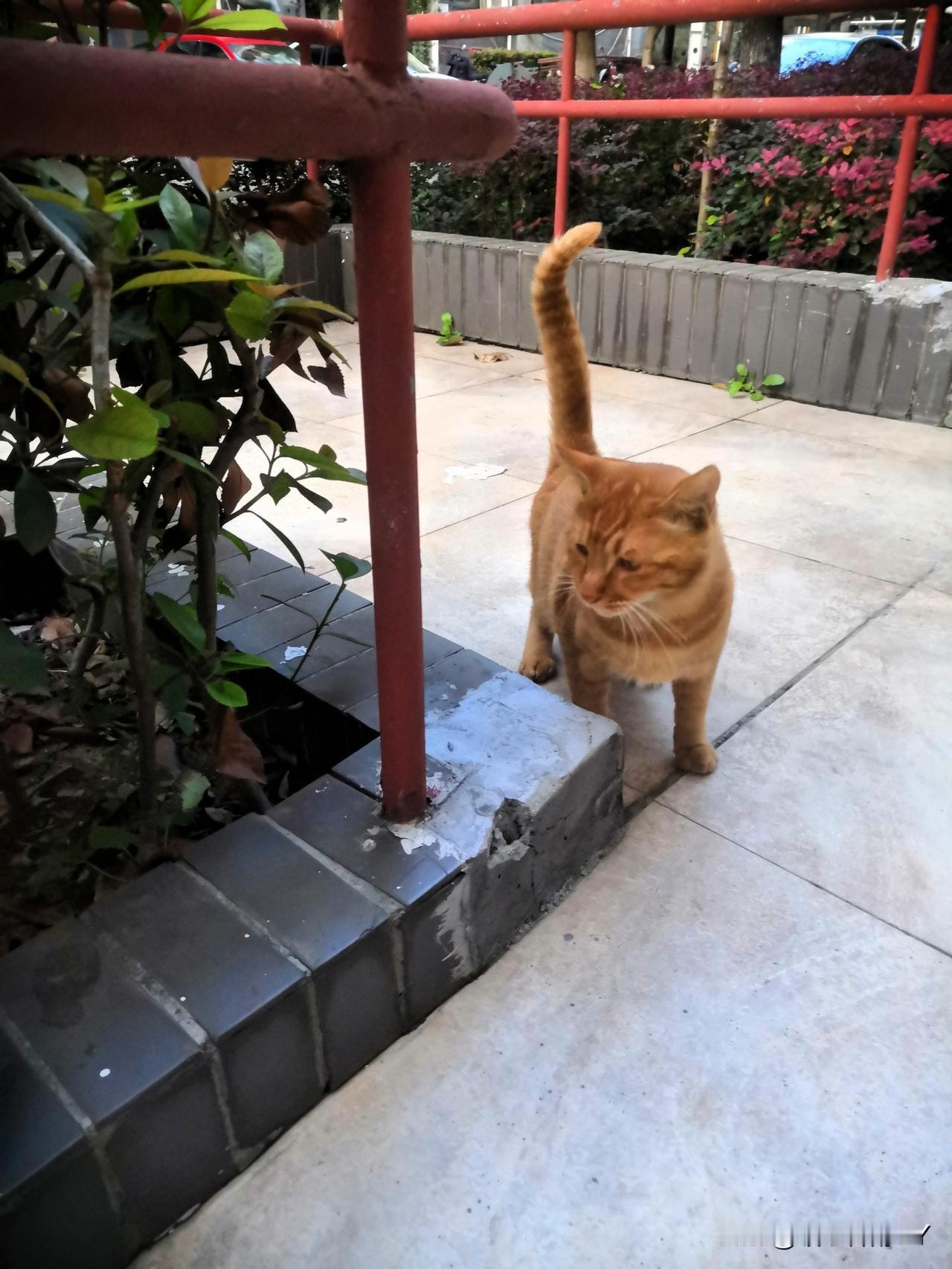 去年夏天，玳瑁猫生的四只小猫，仅存活了一只橘猫，它与“斜刘海”花狸猫自小在院里一