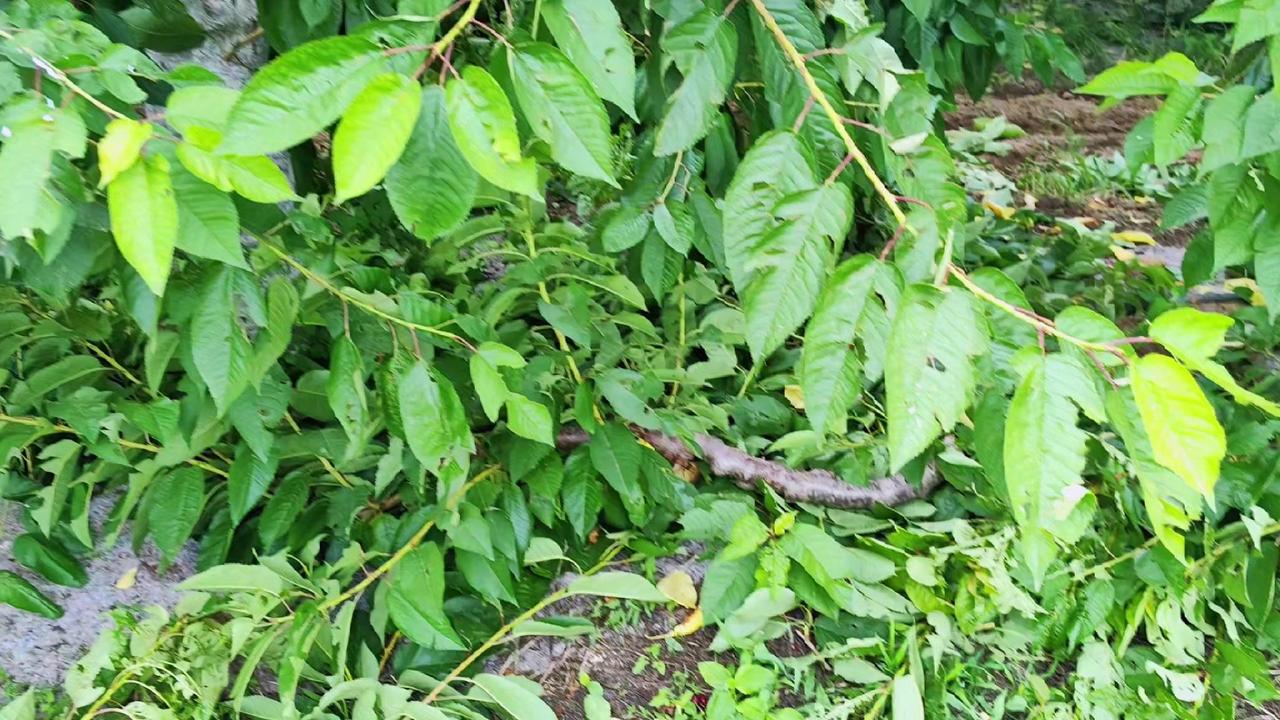 大樱桃夏季修剪有多重要？1️⃣抑制徒长：剪掉多余枝条，让养分集中输送到关键部位，