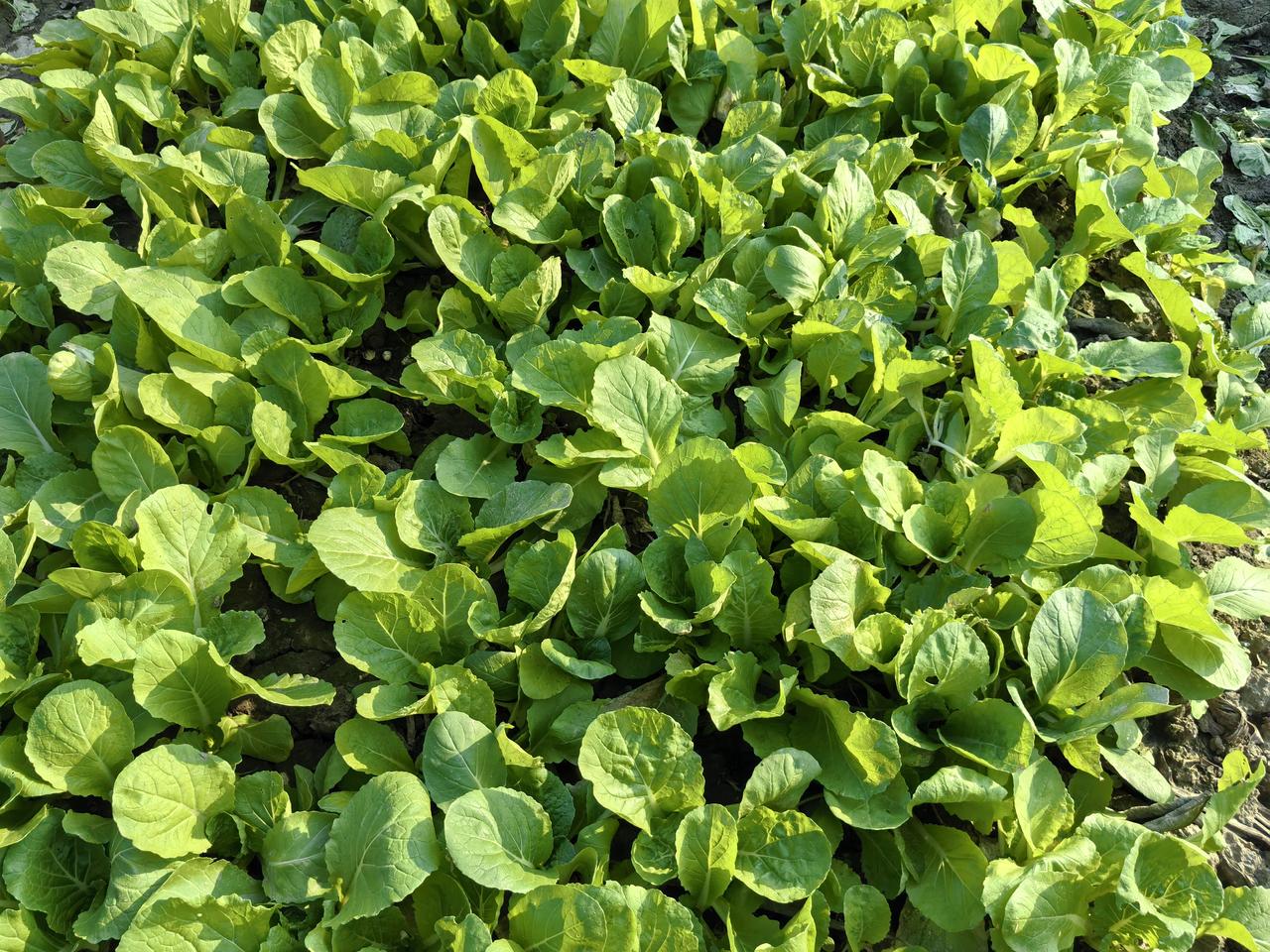 我家前面的邻居是一对恩爱夫妻。为什么这么说呢？五十多岁的人了，一刻都离不开老