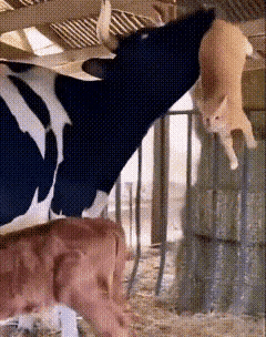 小猫咪看来是真饿了，也想蹭点牛奶喝，牛妈妈及时发现了，很客气的把它请走了，这个画