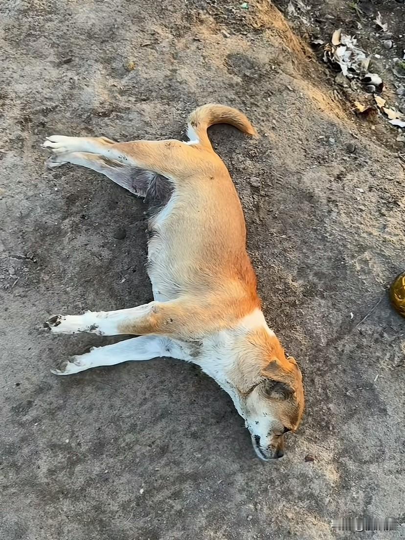 新疆，早上男子在巷道检查时发现平时经常陪着自己入户的流浪狗被冻僵在路上。让男子动