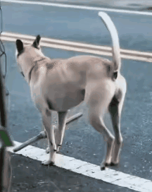 大家看看，这条狗🐶被惩罚了。这条狗🐶脖子挂着的玩意是什么？它是干什么用的？