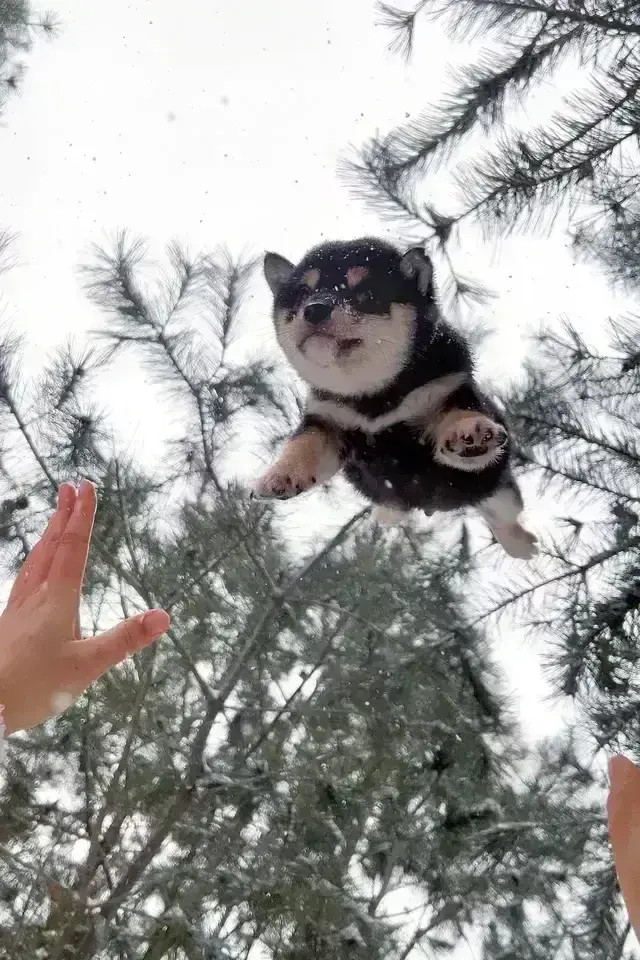 从树梢头，跳到主人的怀抱里，小狗狗这要有多信任，才能做得到啊…