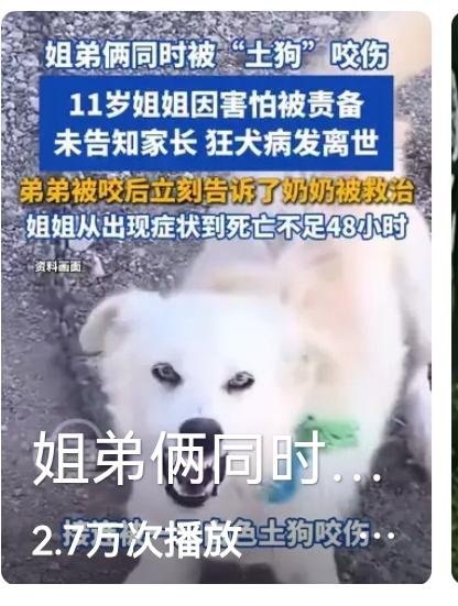 看到一条新闻，去年的十二月，姐弟俩去外公家，看到一条土狗，于是就抱了回来，没想到