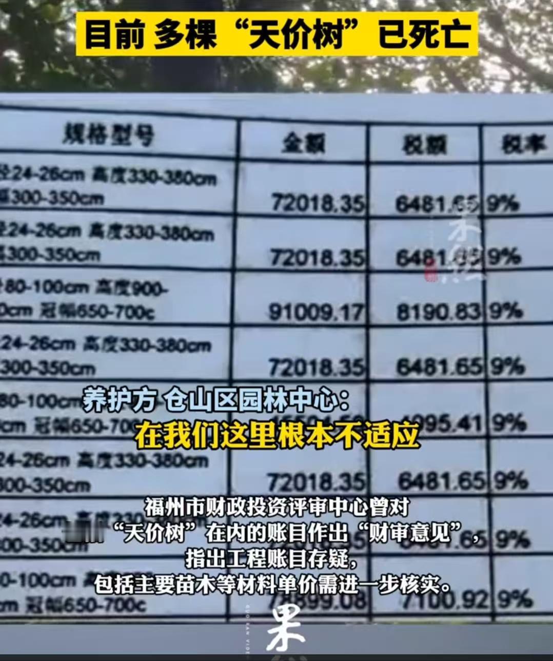 震惊！福州公园采购天价树，每棵价格近80万元！如此高昂的价格，怕是种的黄金树吗