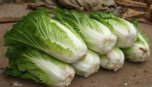 医生奉劝: 白菜虽然营养高, 但是不能这样吃!