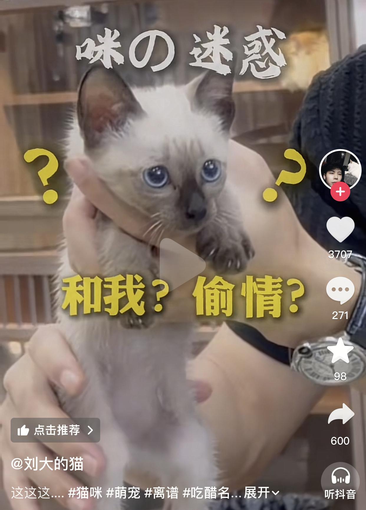 吃一只小猫的醋？有点意思。起因是一位女士带着一只暹罗小猫到宠物店找到店主，说自