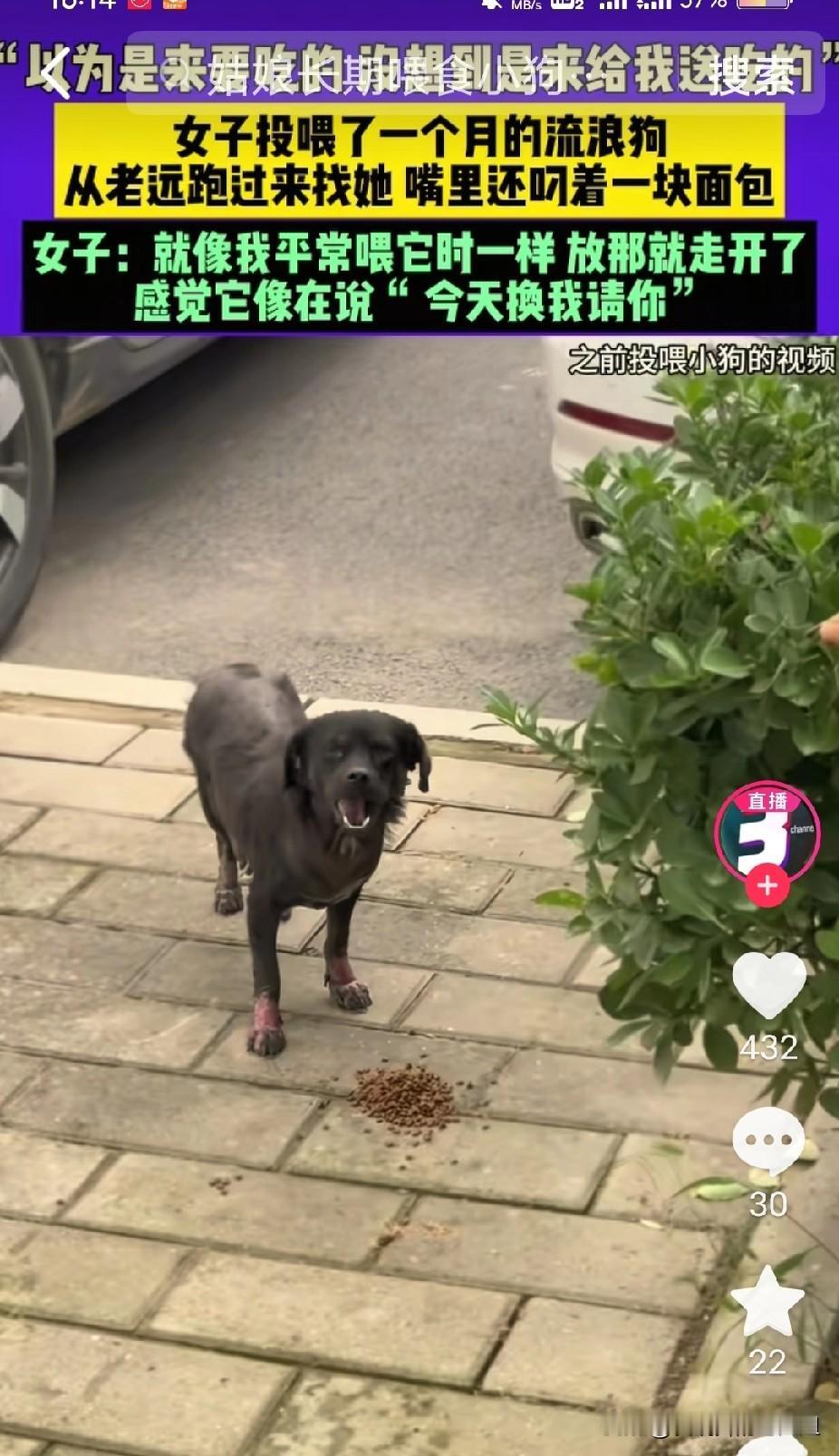 万物皆有灵！河南一位小姐姐每天都会投喂路边一只黑色的流浪狗，没想到今天再投喂的时