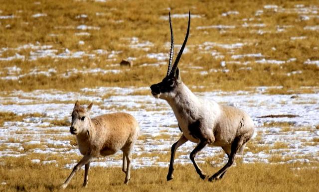 西藏保护了20年藏羚羊，现在全国数量已超30万，为何仍然是保护动物？生活在高原附