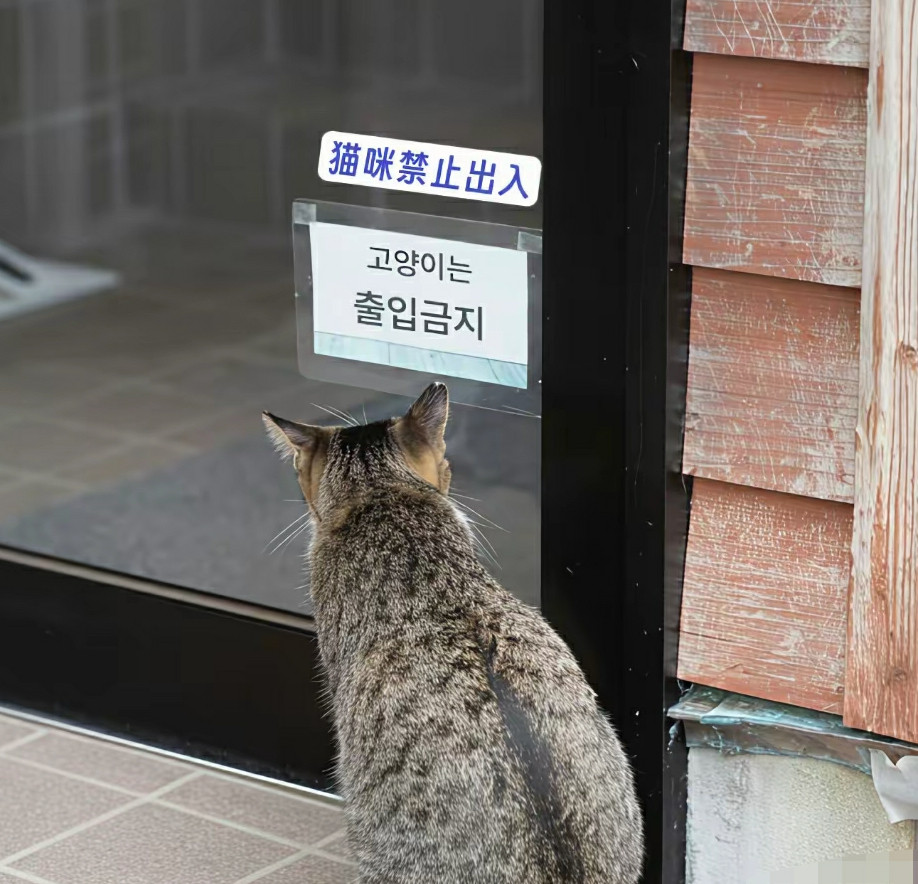 居然刚好贴在了猫咪能看到的高度