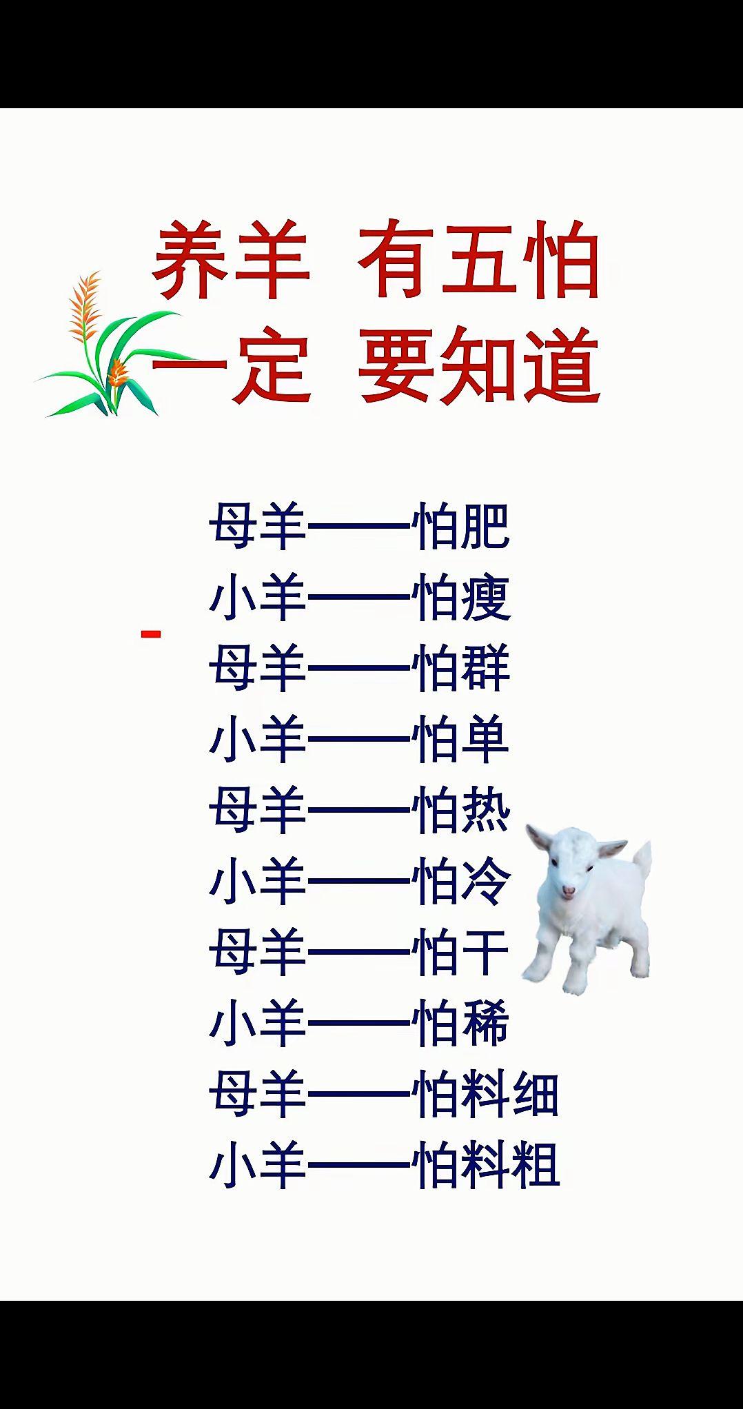 养羊人牛羊养殖