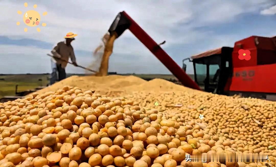 中美大豆签金融备忘录，市场为何集体不买单？5月14日，中国银行在北京与美国大