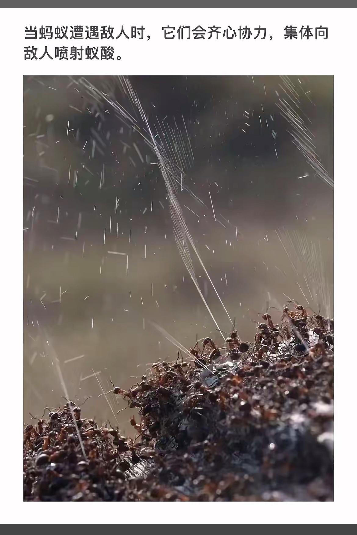 蚂蚁齐心协力，对抗天敌的壮观场面！