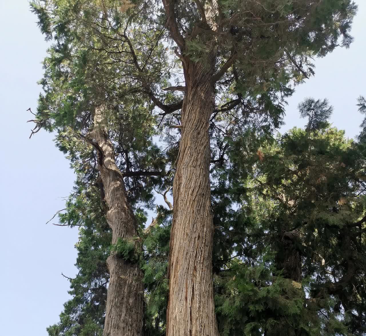 超过70岁的老人只要有C1驾照，就可以开电动三轮车送娃，为什么非要有D照呢。
