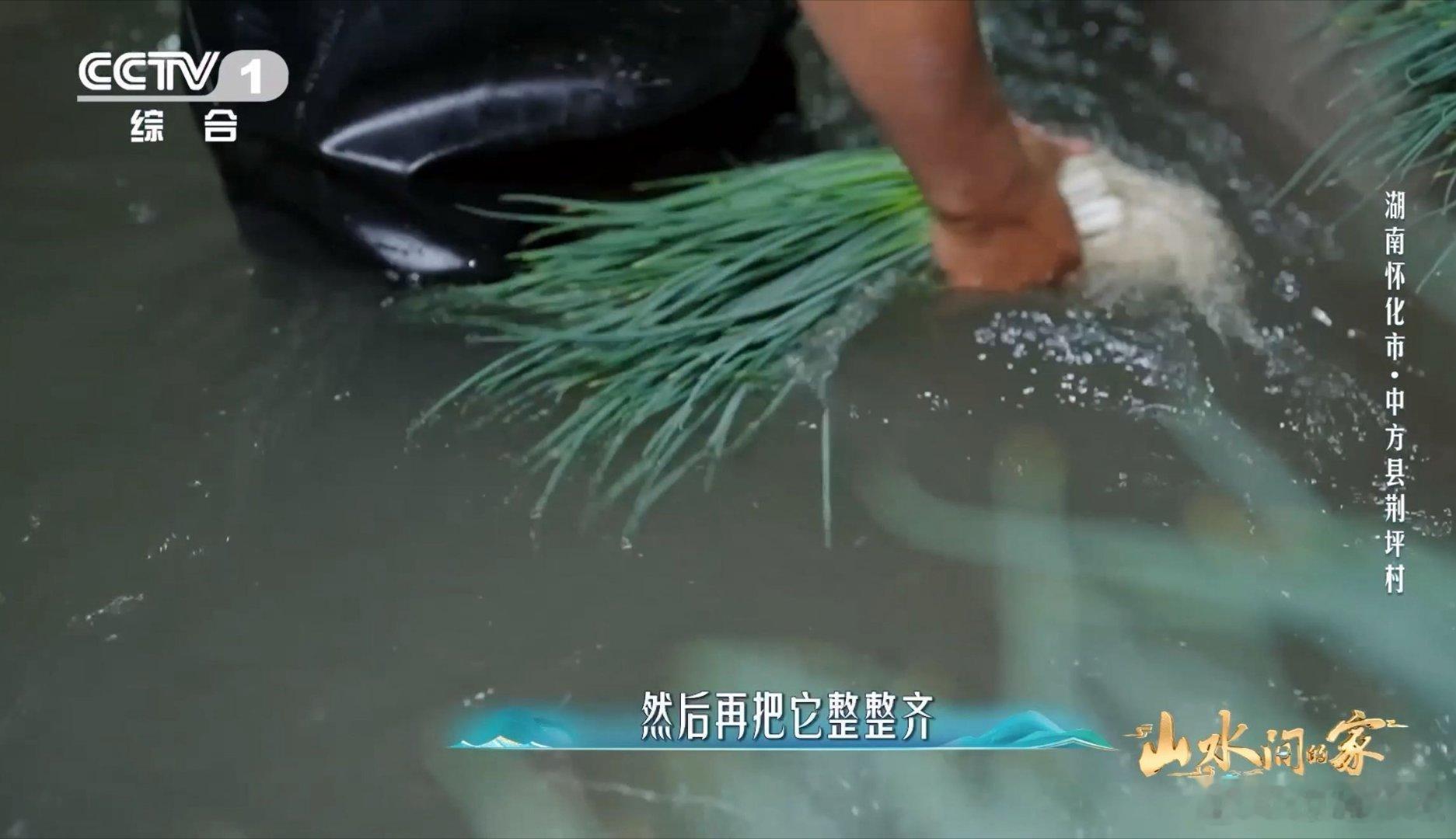 香葱早上也要梳头谁懂啊！看着洗好的香葱突然被戳中——翠绿叶片像鲜嫩碧玉，雪白葱根