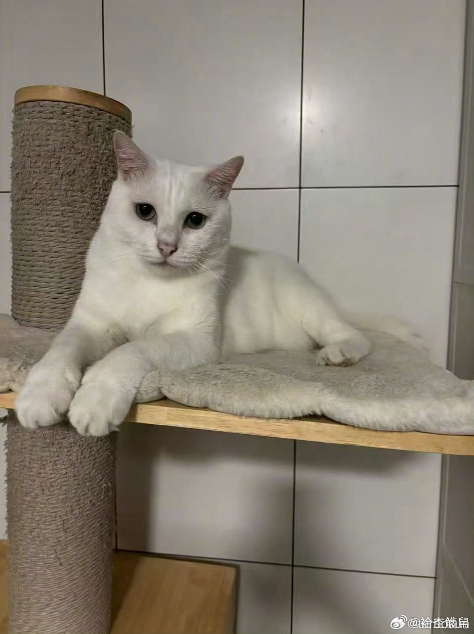 孙俪收养的流浪猫去世曾经漂泊的流浪小猫，被孙俪一家接住，被温柔疼爱了五年。医生曾说它只剩不到一周，它
