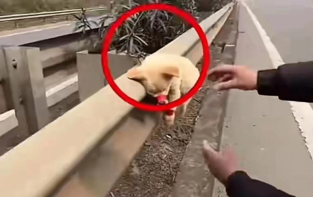 这条小狗是犯了天条了吗？在国道上发现的这条小黄狗，被主人用胶带绑住了四肢和嘴之