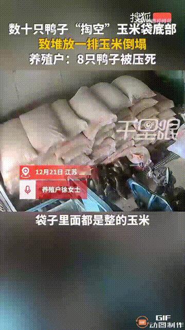 江苏盐城一名女子养殖了很多鸭子，谁料鸭子趁她不注意时，偷偷溜进仓库里吃玉米，由于