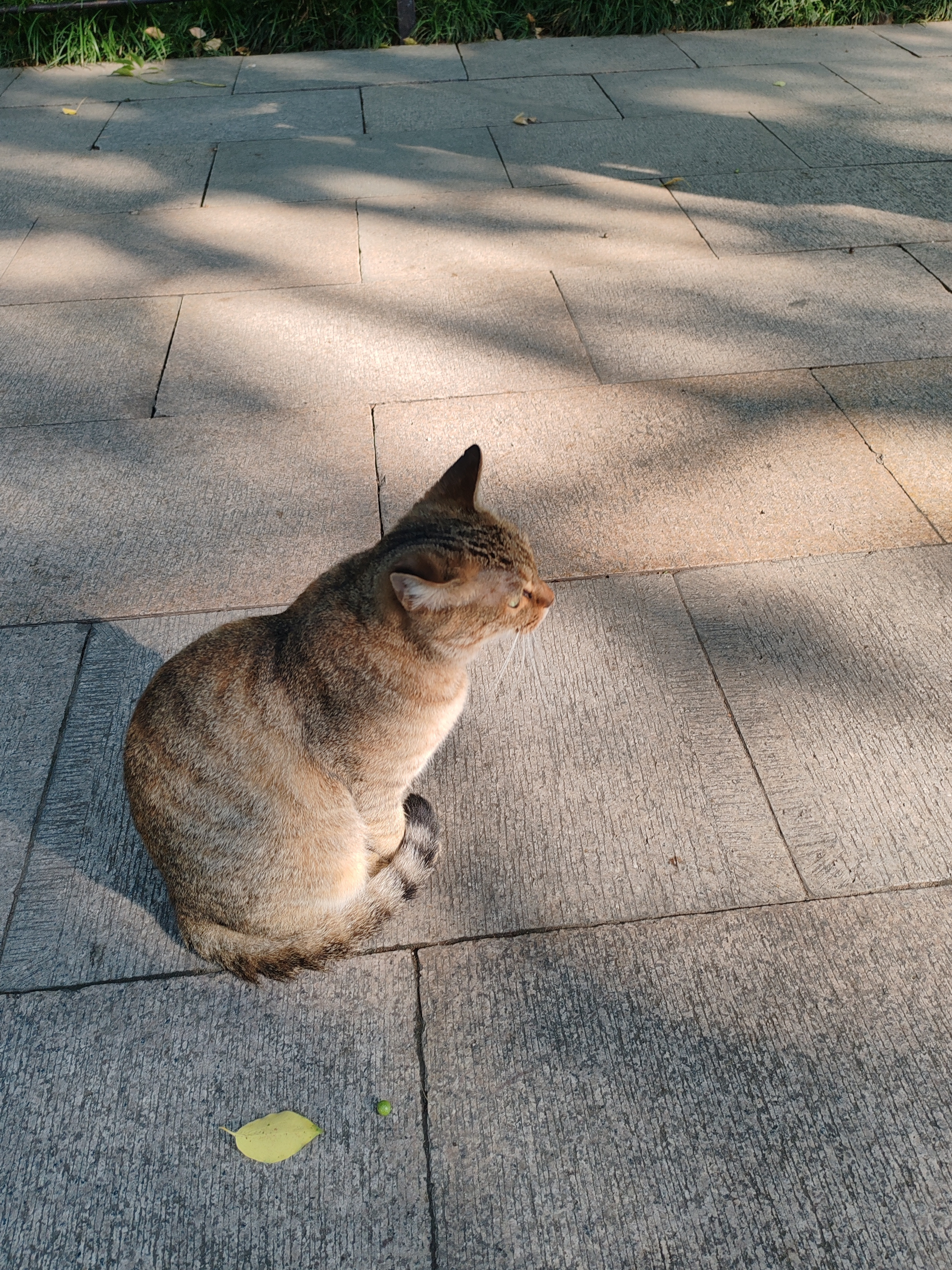 西园寺果然好多猫猫​​​