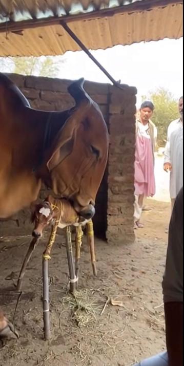 他眼睁睁地看着母牛拒绝进食，拒绝饮水，渐渐放弃了自己残疾的小牛。小牛无法站立，