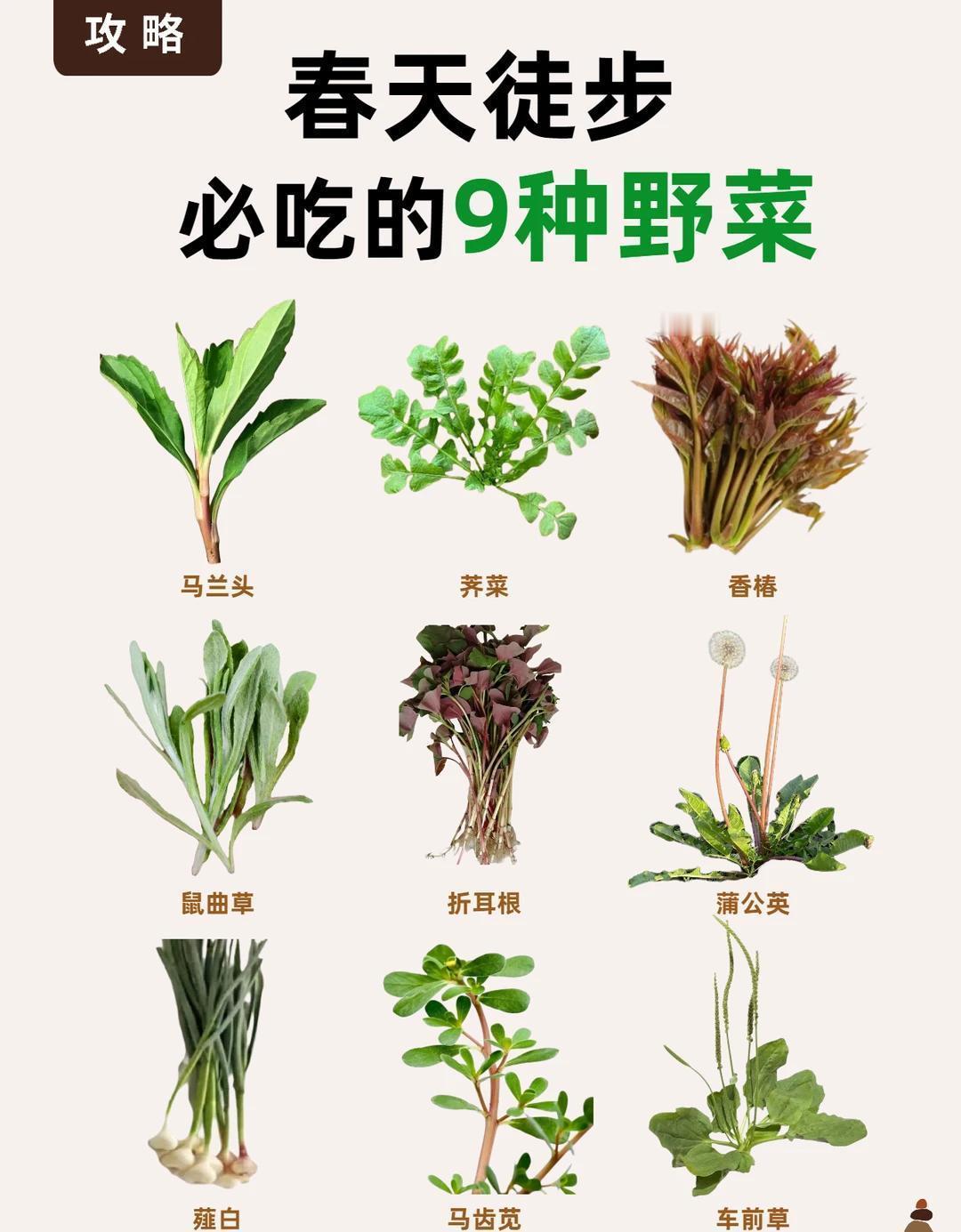 春天徒步，邂逅野菜是一大乐事。这9种野菜可别错过。首推荠菜，它清香鲜嫩，包饺子