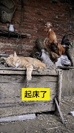 今日爆笑名场面来了！简直承包了我一整天的快乐！本来岁月静好，小猫咪蜷在地上