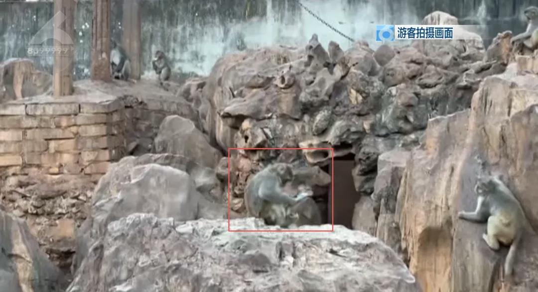 游客手机落入昆明动物园猴山！后续画面……🐒🐒日前，昆明动物园的猴山之上，一