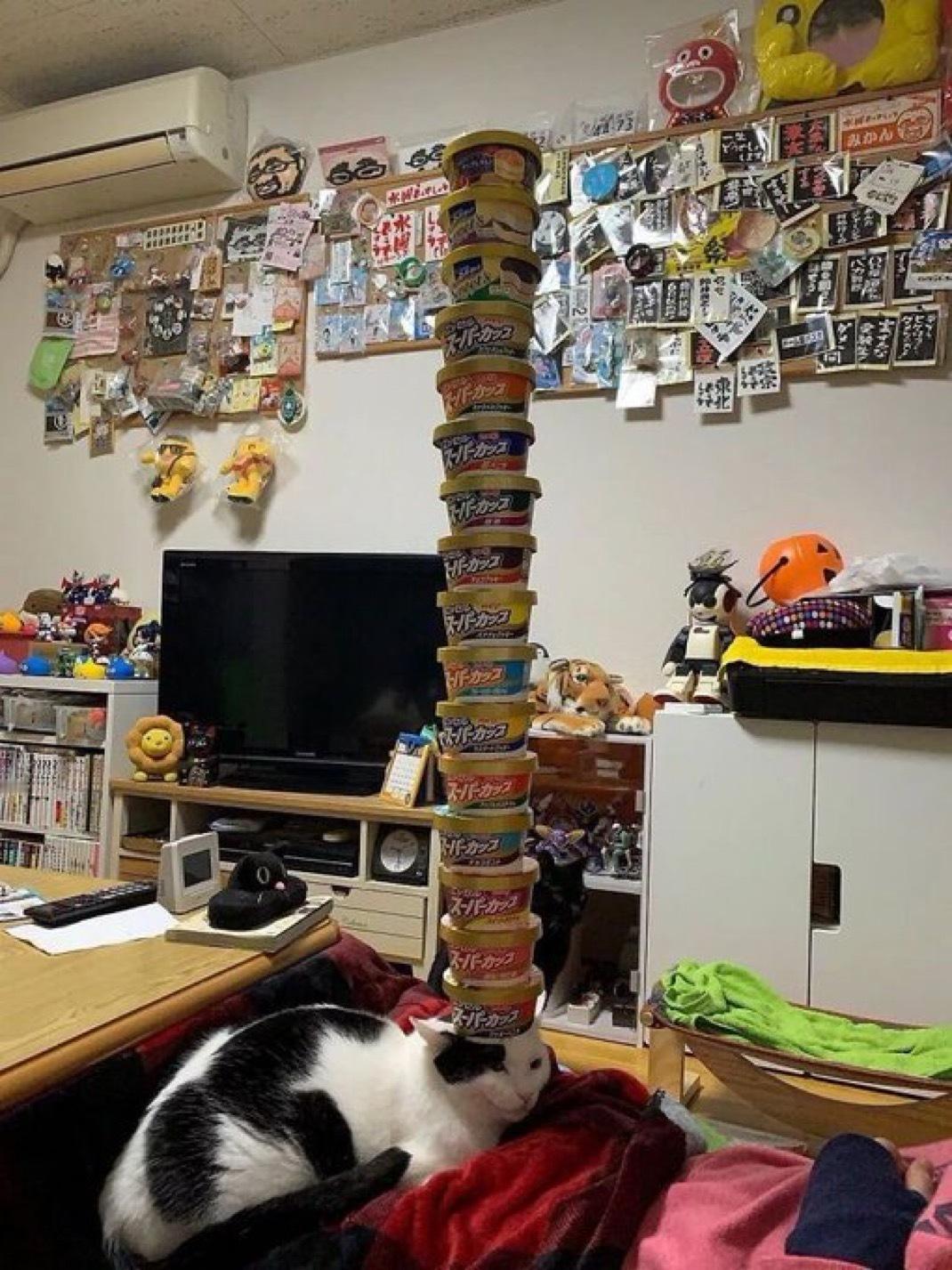 情绪稳定的小猫​​​