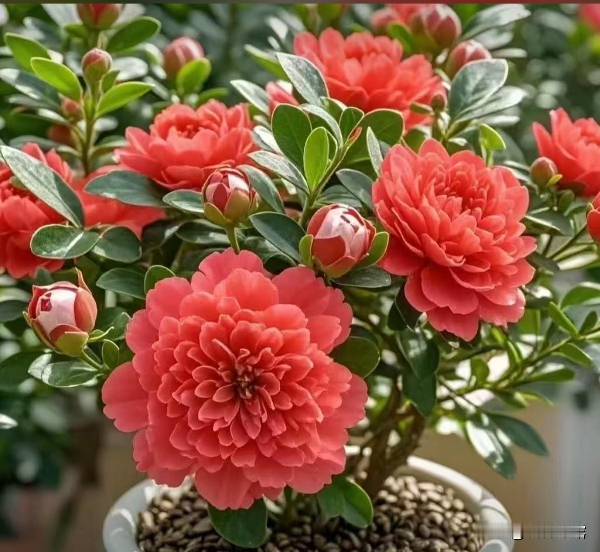 今天分享一组盆栽美丽的花卉。花儿朵朵，鲜艳美丽。姹紫嫣红，娇艳妩媚！缤纷多