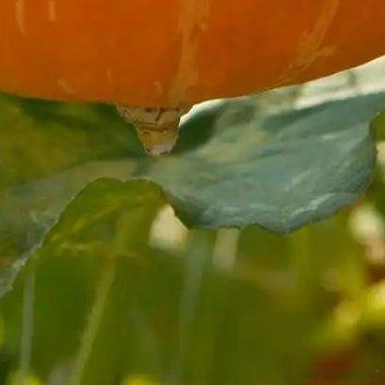 种植🏵️南瓜种植方法一、选种处理南瓜可通过播种来种植，在种植前，先挑选好合适