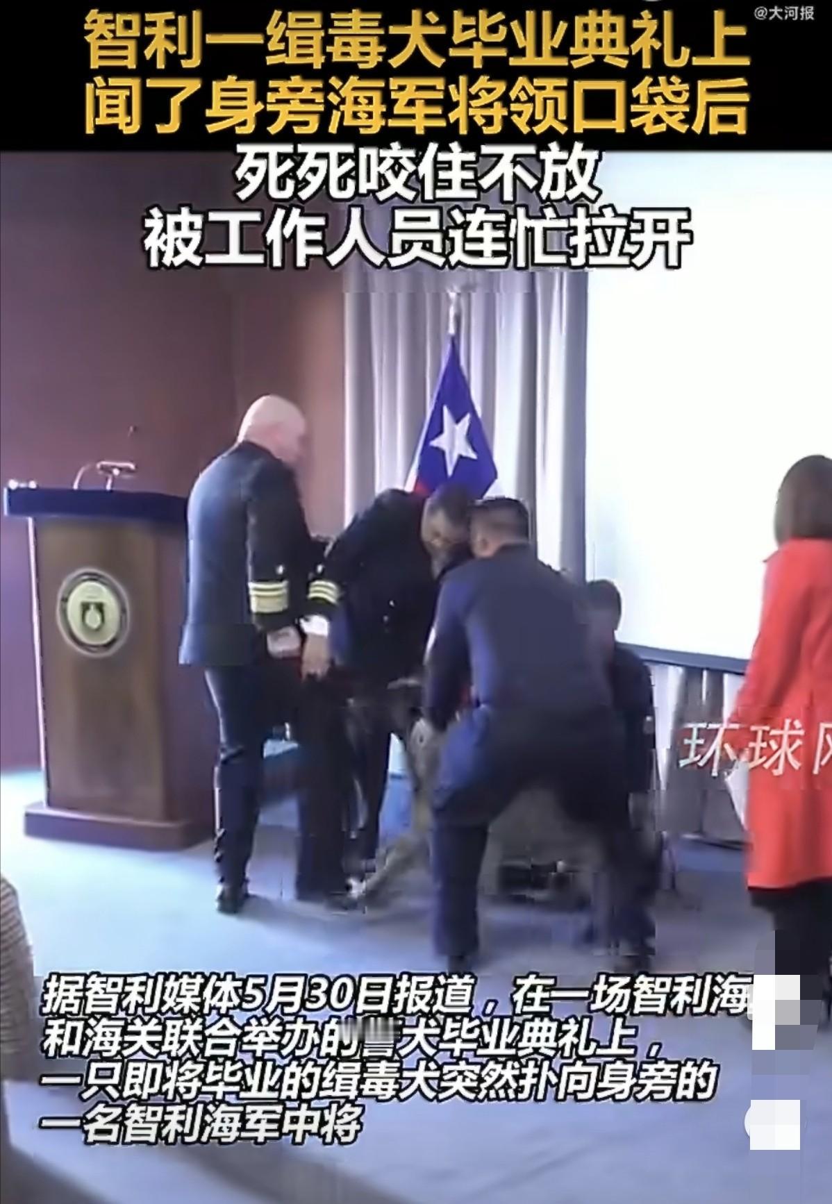 智利一场警犬毕业典礼上，缉毒犬突然扑向一名海军中将，死死咬住他的裤袋不放。一只狗