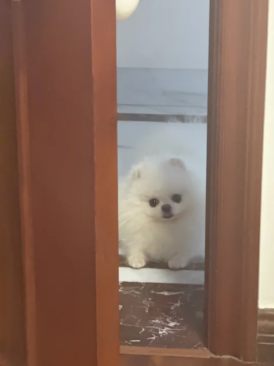 窥视👀