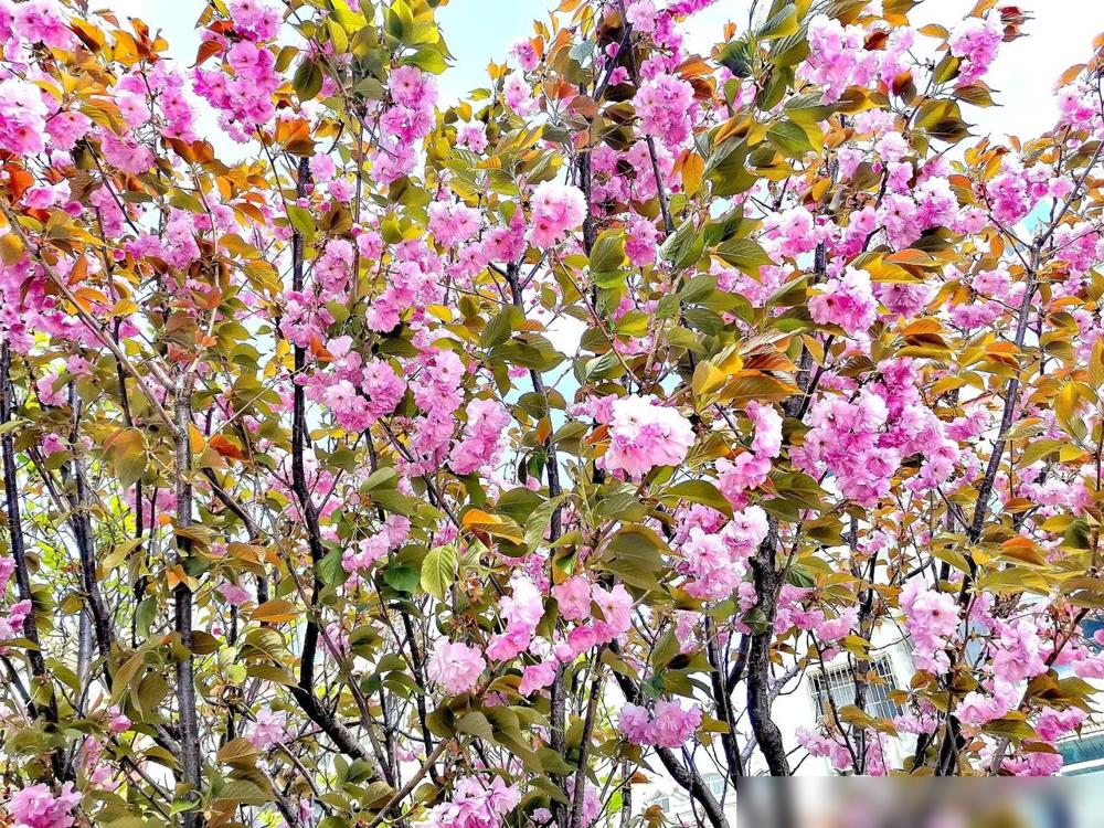 陕西省今年的高考分数严重缩水缩水，去年本科划线比例是110%，今年是120%，今
