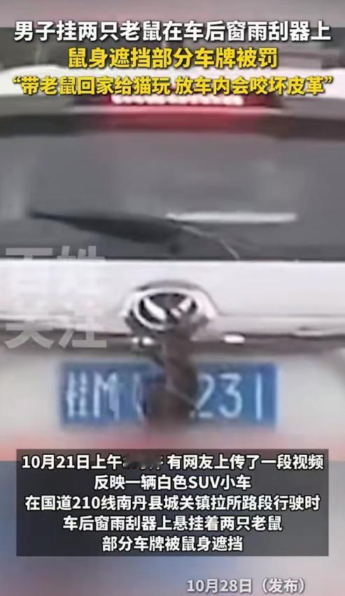 广西南丹县,一位男子抓了两只老鼠,本想打算带回家给猫玩,但害怕老鼠咬坏车内饰,将